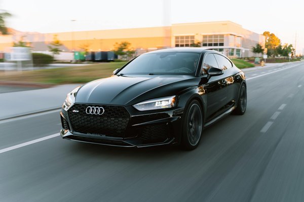 Trucos efectivos para proteger tus plantas de interior del apetito de tu perro